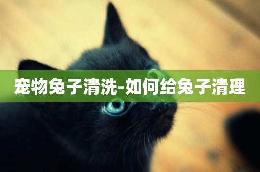 寵物兔子清洗-如何給兔子清理