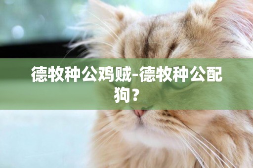 德牧種公雞賊-德牧種公配狗？