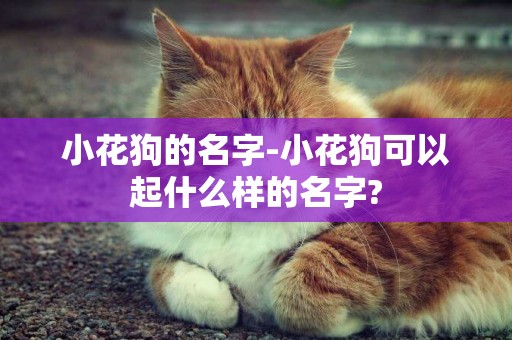 小花狗的名字-小花狗可以起什么樣的名字?
