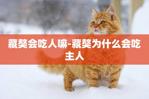 藏獒會吃人嘛-藏獒為什么會吃主人