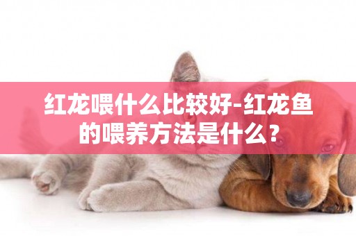 紅龍喂什么比較好-紅龍魚的喂養方法是什么？