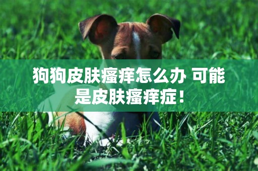 狗狗皮膚瘙癢怎么辦 可能是皮膚瘙癢癥！