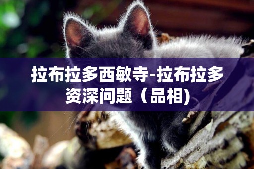 拉布拉多西敏寺-拉布拉多資深問題（品相)