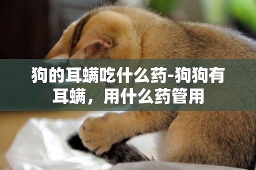 狗的耳螨吃什么藥-狗狗有耳螨，用什么藥管用