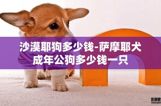 沙漠耶狗多少錢-薩摩耶犬成年公狗多少錢一只