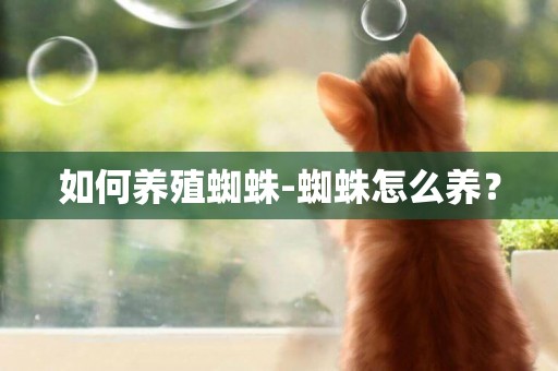 如何養殖蜘蛛-蜘蛛怎么養？