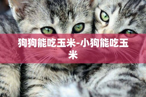 狗狗能吃玉米-小狗能吃玉米