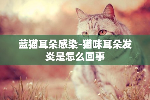 藍貓耳朵感染-貓咪耳朵發炎是怎么回事