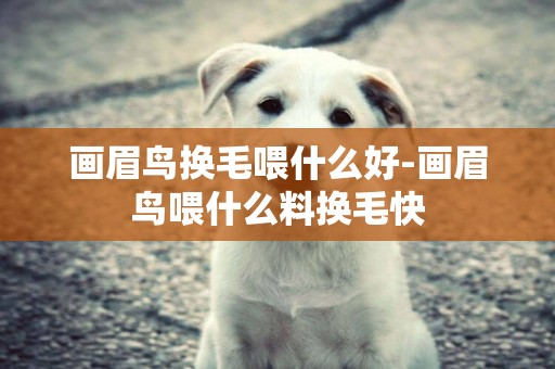 畫眉鳥換毛喂什么好-畫眉鳥喂什么料換毛快