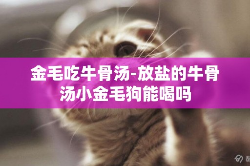 金毛吃牛骨湯-放鹽的牛骨湯小金毛狗能喝嗎
