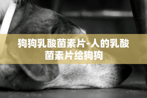 狗狗乳酸菌素片-人的乳酸菌素片給狗狗