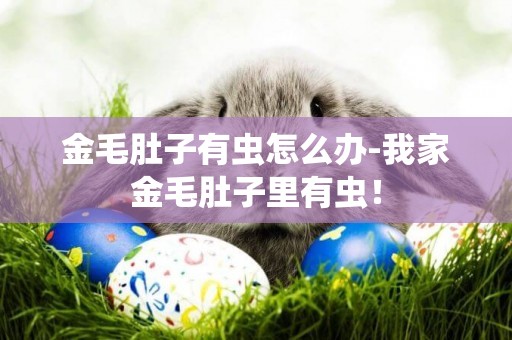 金毛肚子有蟲怎么辦-我家金毛肚子里有蟲！