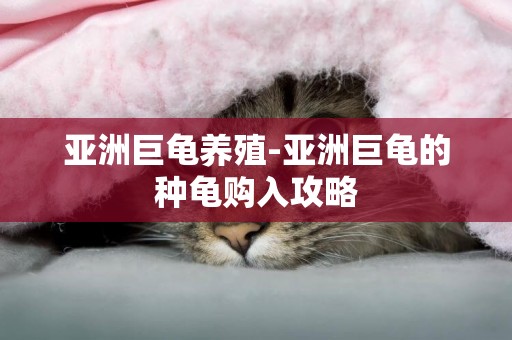 亞洲巨龜養殖-亞洲巨龜的種龜購入攻略