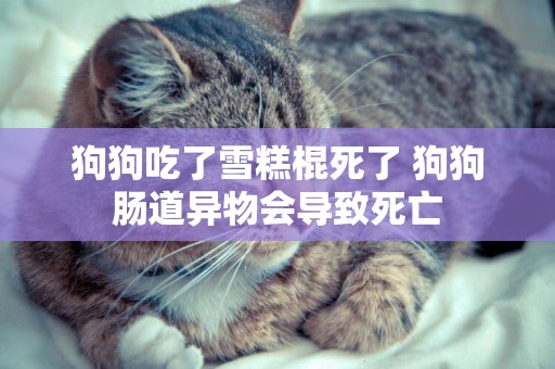 狗狗吃了雪糕棍死了 狗狗腸道異物會導致死亡