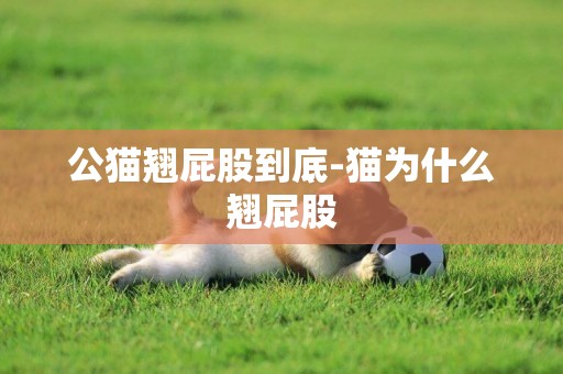 公貓翹屁股到底-貓為什么翹屁股