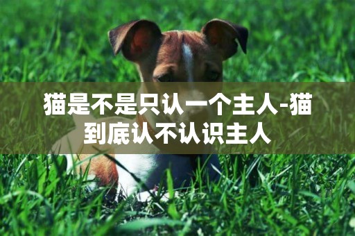 貓是不是只認一個主人-貓到底認不認識主人