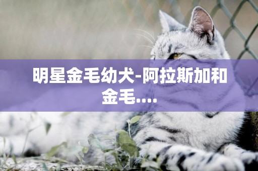 明星金毛幼犬-阿拉斯加和金毛....