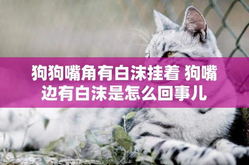 狗狗嘴角有白沫掛著 狗嘴邊有白沫是怎么回事兒