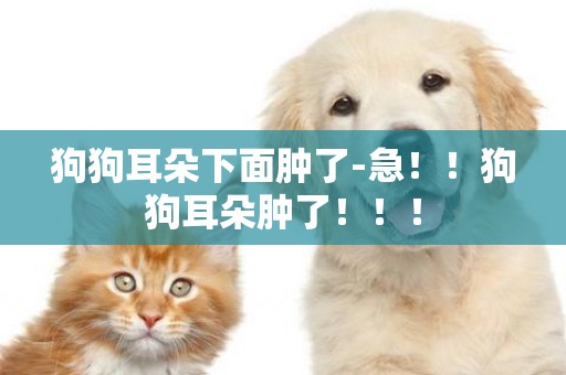 狗狗耳朵下面腫了-急！！狗狗耳朵腫了！！！