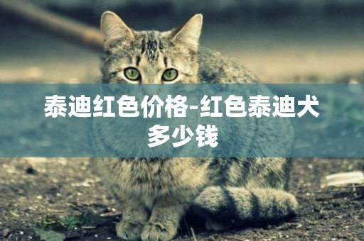 泰迪紅色價格-紅色泰迪犬多少錢