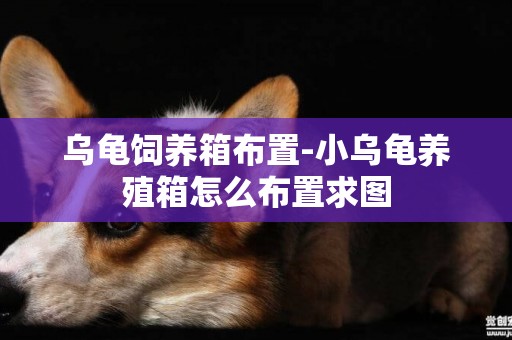 烏龜飼養箱布置-小烏龜養殖箱怎么布置求圖