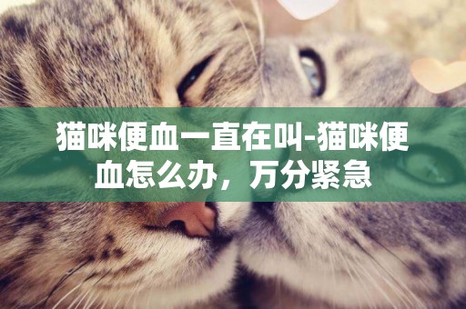 貓咪便血一直在叫-貓咪便血怎么辦，萬分緊急
