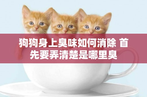 狗狗身上臭味如何消除 首先要弄清楚是哪里臭
