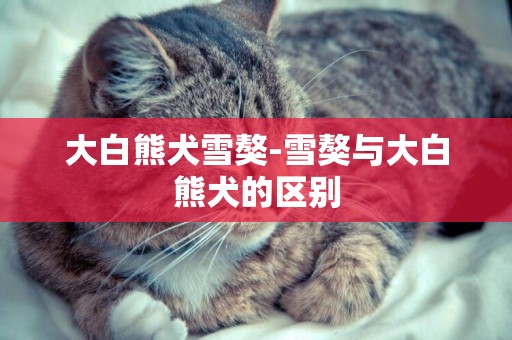 大白熊犬雪獒-雪獒與大白熊犬的區別