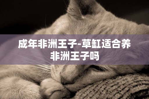 成年非洲王子-草缸適合養非洲王子嗎