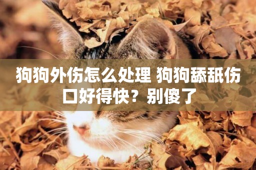 狗狗外傷怎么處理 狗狗舔舐傷口好得快？別傻了