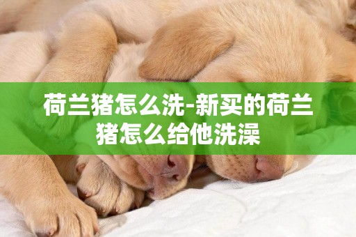 荷蘭豬怎么洗-新買的荷蘭豬怎么給他洗澡