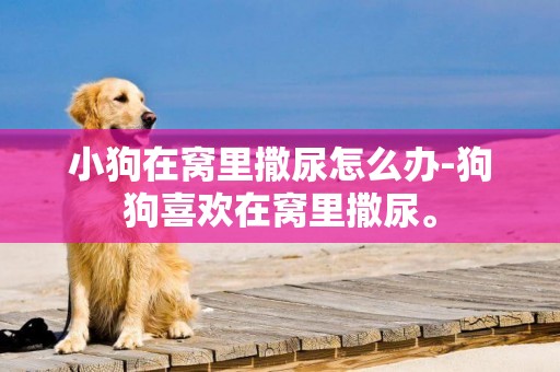 小狗在窩里撒尿怎么辦-狗狗喜歡在窩里撒尿。