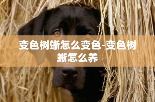 變色樹蜥怎么變色-變色樹蜥怎么養