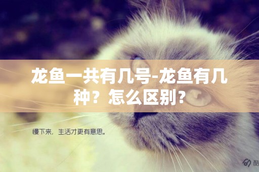 龍魚一共有幾號-龍魚有幾種？怎么區別？
