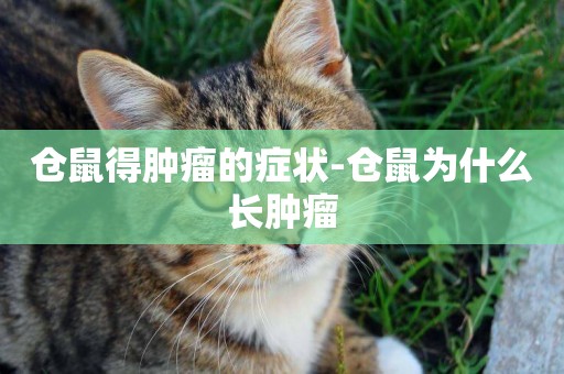 倉鼠得腫瘤的癥狀-倉鼠為什么長腫瘤
