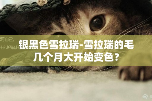 銀黑色雪拉瑞-雪拉瑞的毛幾個月大開始變色？