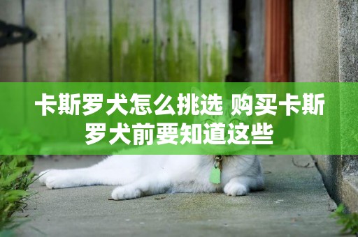 卡斯羅犬怎么挑選 購買卡斯羅犬前要知道這些