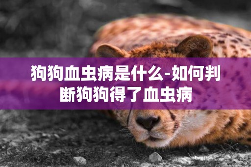 狗狗血蟲病是什么-如何判斷狗狗得了血蟲病