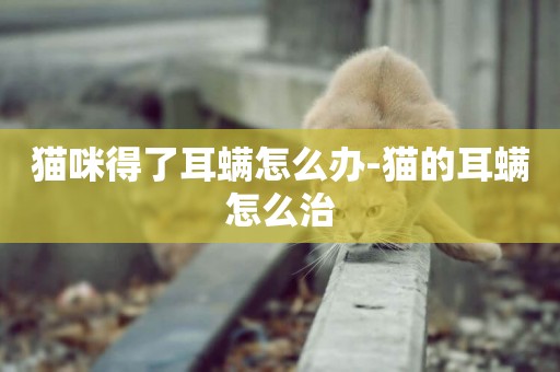 貓咪得了耳螨怎么辦-貓的耳螨怎么治