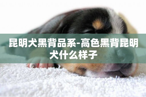 昆明犬黑背品系-高色黑背昆明犬什么樣子