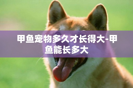 甲魚寵物多久才長得大-甲魚能長多大
