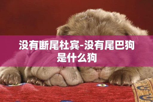 沒有斷尾杜賓-沒有尾巴狗是什么狗