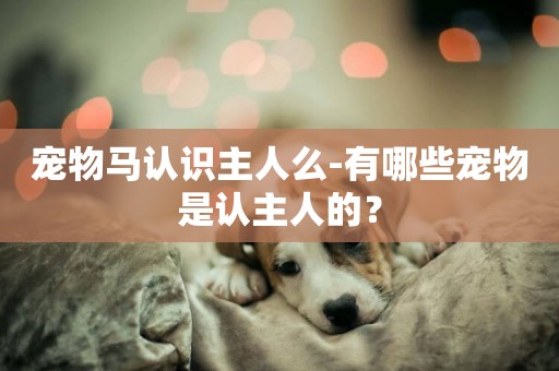 寵物馬認識主人么-有哪些寵物是認主人的？