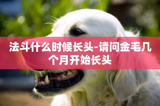 法斗什么時候長頭-請問金毛幾個月開始長頭