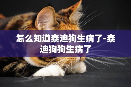 怎么知道泰迪狗生病了-泰迪狗狗生病了