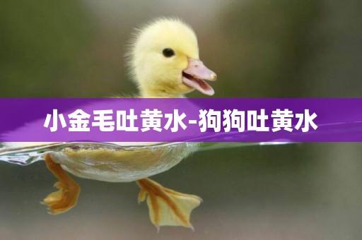 小金毛吐黃水-狗狗吐黃水