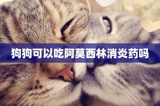 狗狗可以吃阿莫西林消炎藥嗎