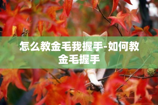 怎么教金毛我握手-如何教金毛握手