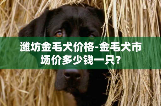 濰坊金毛犬價格-金毛犬市場價多少錢一只？