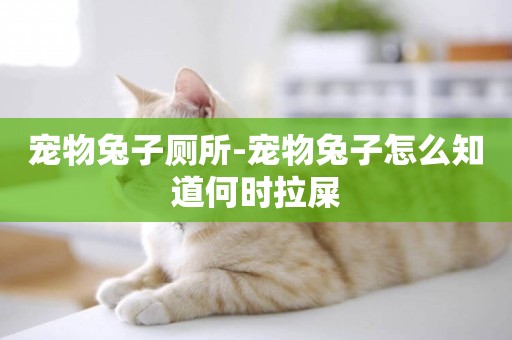 寵物兔子廁所-寵物兔子怎么知道何時拉屎